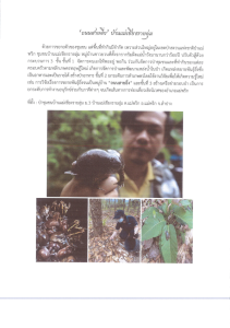 ถนนสายอึ่ง บ้านแม่เชียงรายลุ่ม Image 1